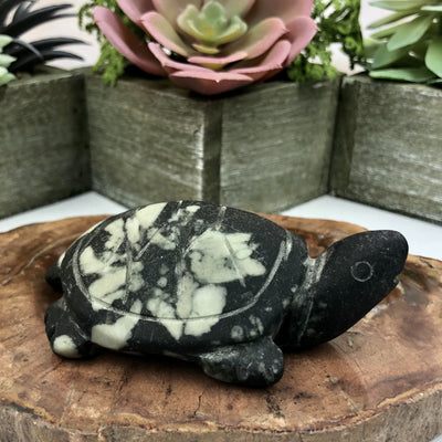 Chrysanthemum Stone Turtle 