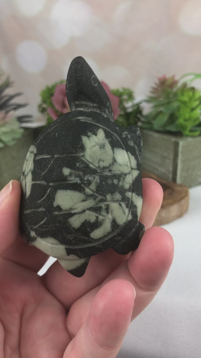 Chrysanthemum Stone Turtle